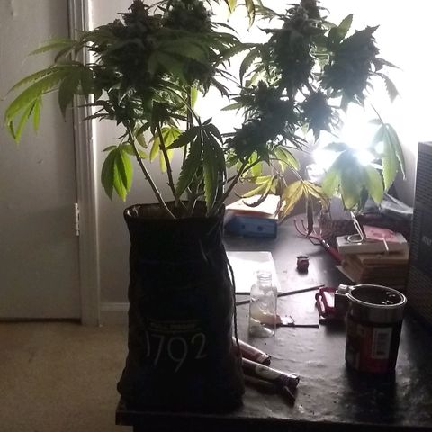 Spit cherry punch #2 growlog timeline photo