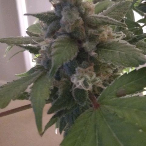 Spit cherry punch #2 growlog timeline photo