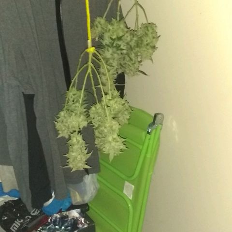 Spit cherry punch #2 growlog timeline photo