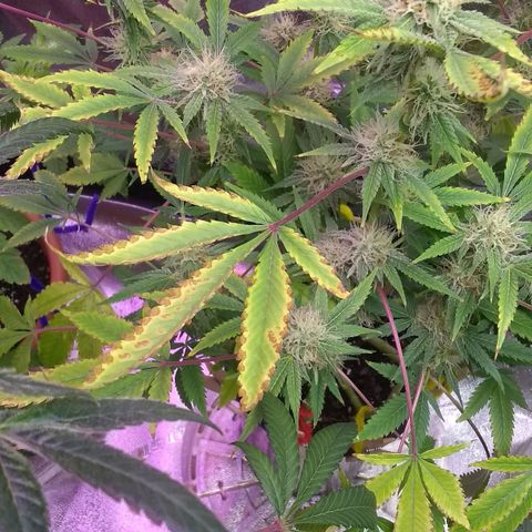 😷Purple Ferrari growlog timeline photo