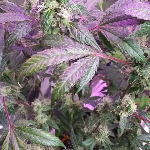 😷Purple Ferrari growlog timeline photo