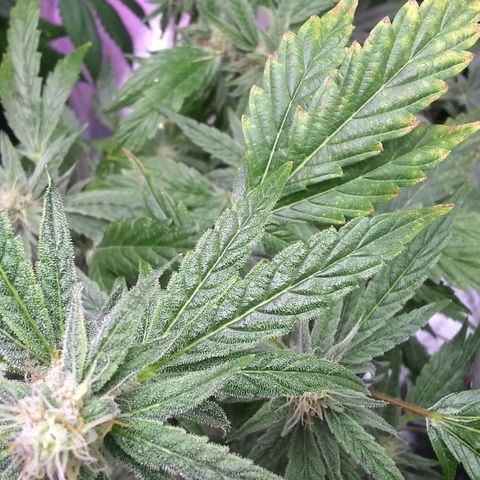 😷Purple Ferrari growlog timeline photo