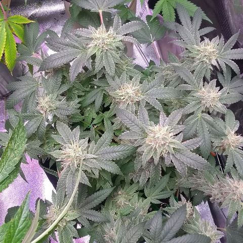 😷Purple Ferrari growlog photo: The only plant with no def