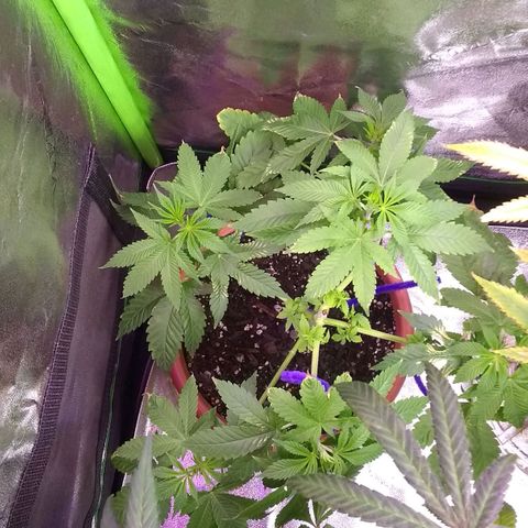 😷Purple Ferrari growlog timeline photo