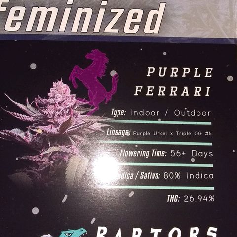 😷Purple Ferrari growlog timeline photo