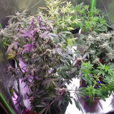 😷Purple Ferrari growlog timeline photo