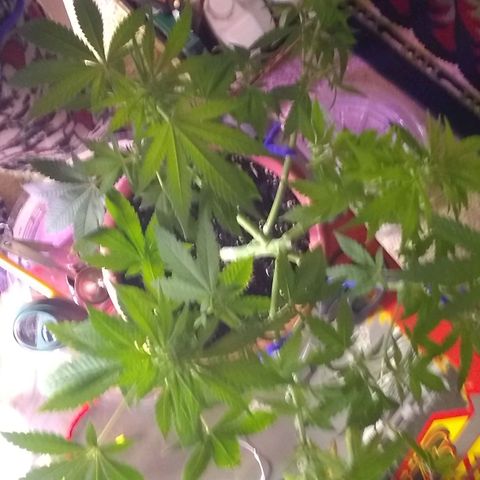 😷Purple Ferrari growlog timeline photo