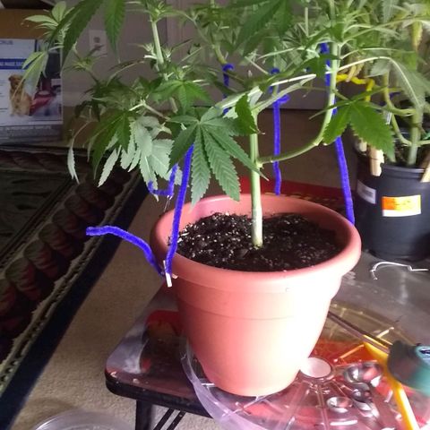 😷Purple Ferrari growlog timeline photo
