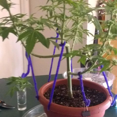 😷Purple Ferrari growlog timeline photo
