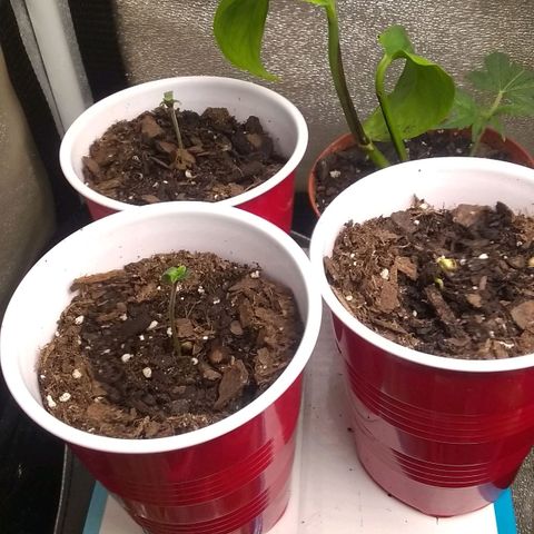 Irvine seeds growlog timeline photo