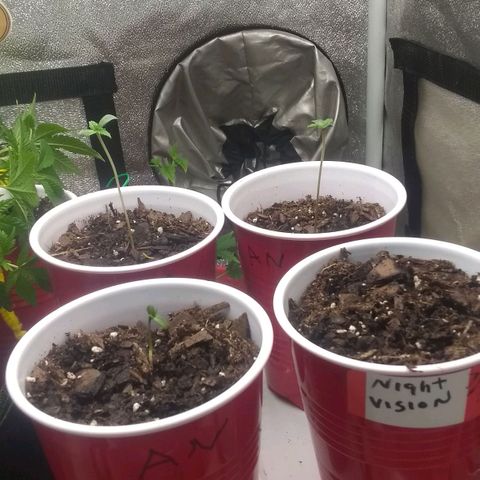 Irvine seeds growlog timeline photo