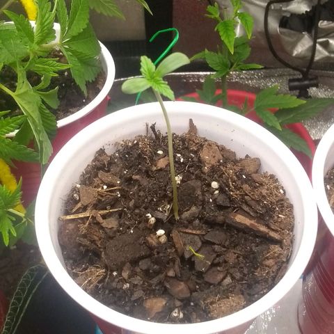 Irvine seeds growlog timeline photo
