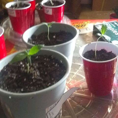 Irvine seeds growlog timeline photo