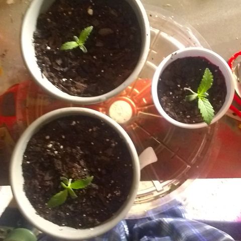 Irvine seeds growlog timeline photo