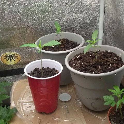 Irvine seeds growlog timeline photo