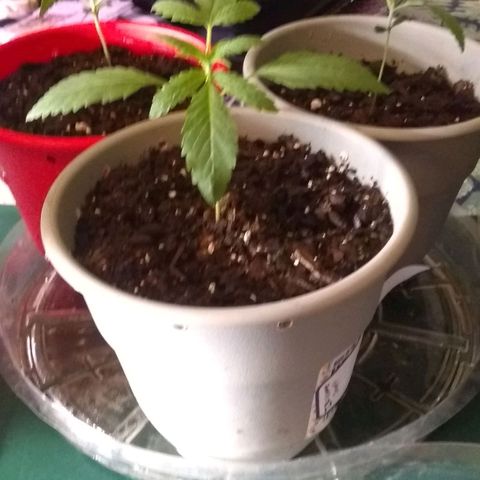 Irvine seeds growlog photo: Red container roots r nice