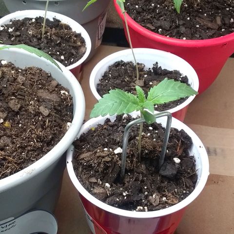 Black smack growlog timeline photo
