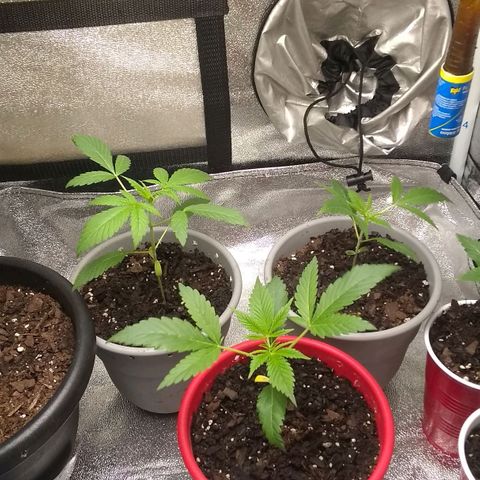 Irvine seeds growlog timeline photo