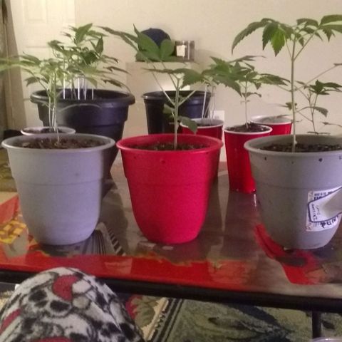 Irvine seeds growlog timeline photo