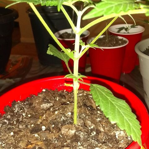 Irvine seeds growlog photo: 1