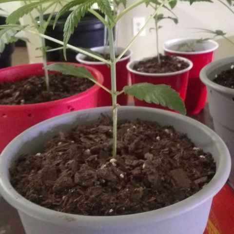 Irvine seeds growlog photo: 2