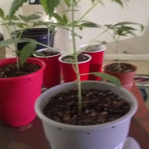 Irvine seeds growlog timeline photo