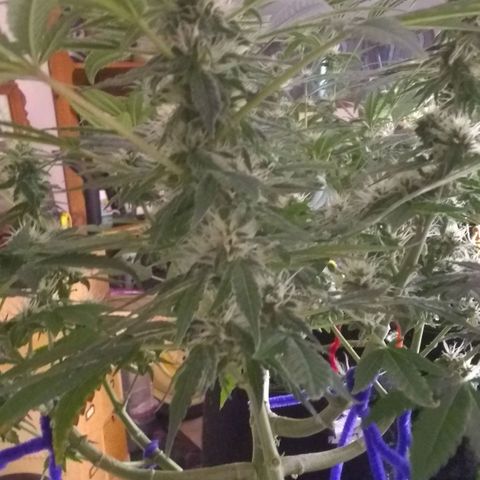 😷Purple Ferrari growlog timeline photo