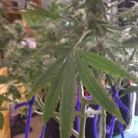 😷Purple Ferrari growlog timeline photo