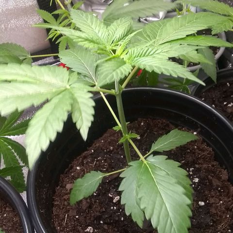 Black smack growlog timeline photo