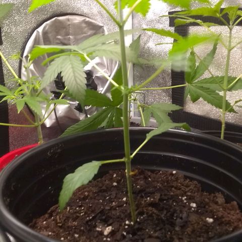 Black smack growlog timeline photo
