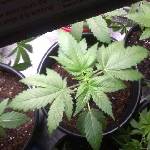 Black smack growlog timeline photo