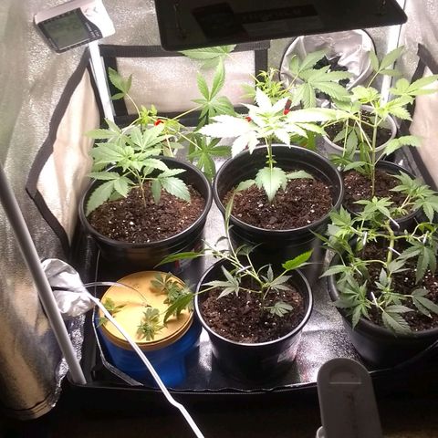 Black smack growlog timeline photo