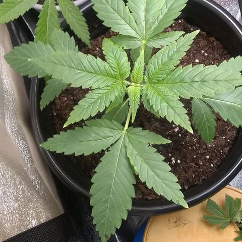 Black smack growlog timeline photo
