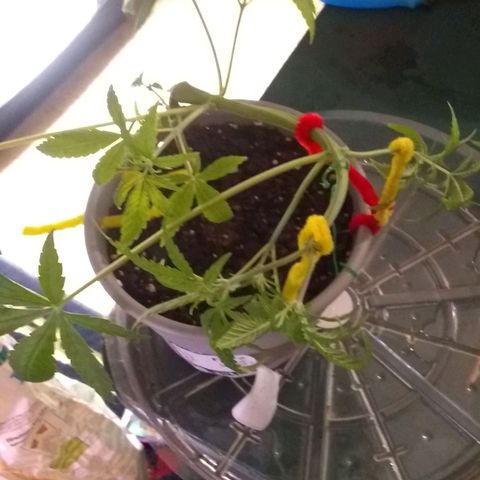 Irvine seeds growlog timeline photo