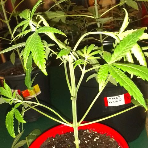 Irvine seeds growlog timeline photo