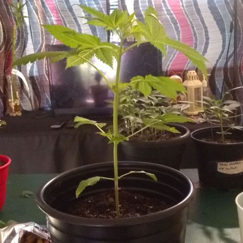 Black smack growlog photo: B4 topping