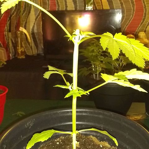 Black smack growlog photo: After