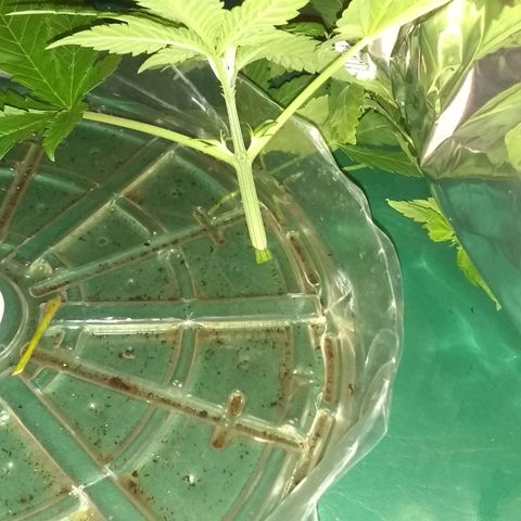 Black smack growlog photo: Topping clone🤞🏾👍🏾