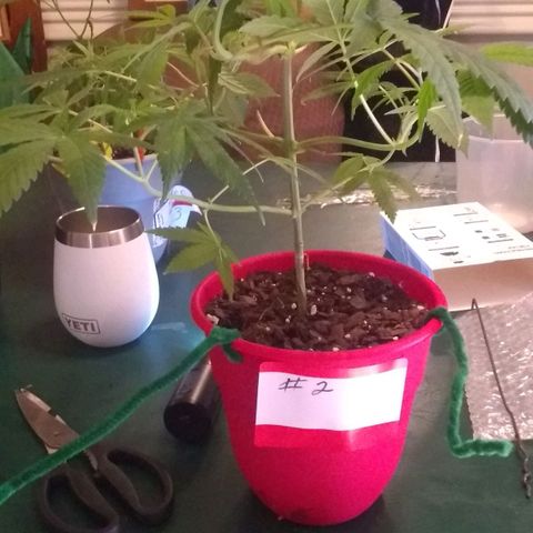 Irvine seeds growlog photo: B4 transplant