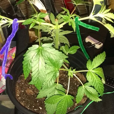 Black smack growlog timeline photo
