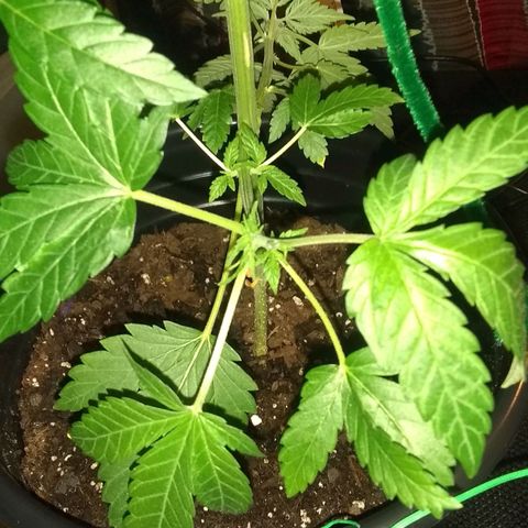 Black smack growlog photo: Topping