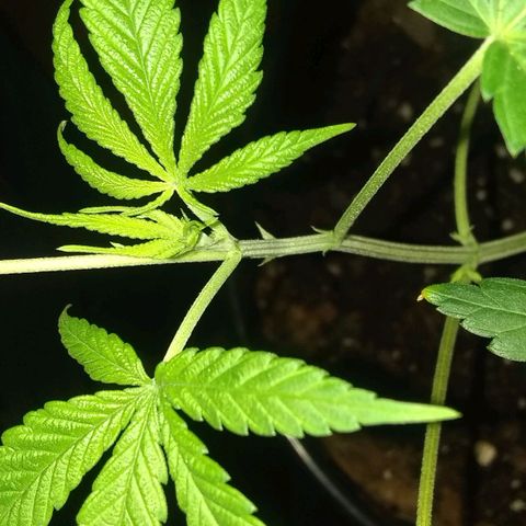 Irvine seeds growlog timeline photo