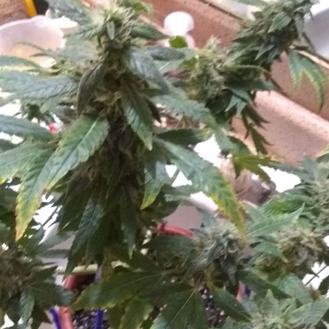 😷Purple Ferrari growlog timeline photo