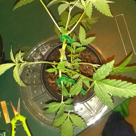Irvine seeds growlog timeline photo