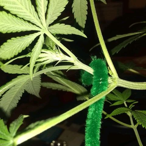 Irvine seeds growlog timeline photo