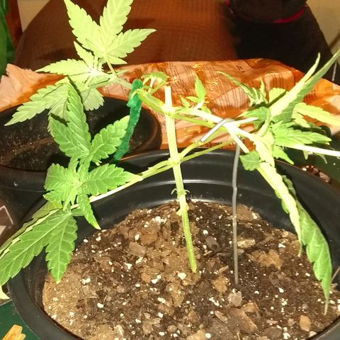 Irvine seeds growlog timeline photo