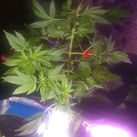 Black smack growlog timeline photo