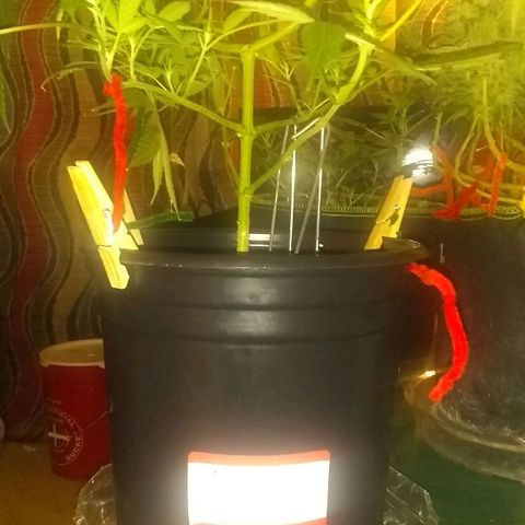Irvine seeds growlog timeline photo