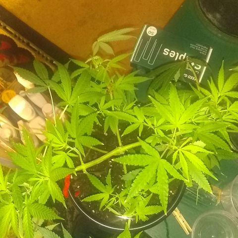 Irvine seeds growlog photo: Leaves light b4 feed