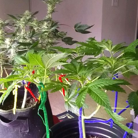 Black smack growlog timeline photo